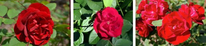 Ποικιλία Ελπίδα της Ανθρωπότητας