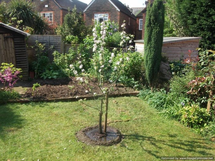 Младо дърво на мястото