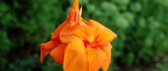 Цвете на кана