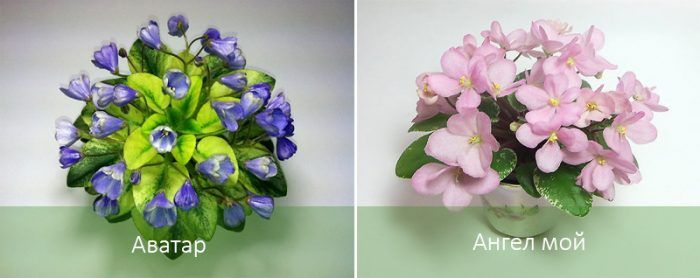 Джудже сенполии