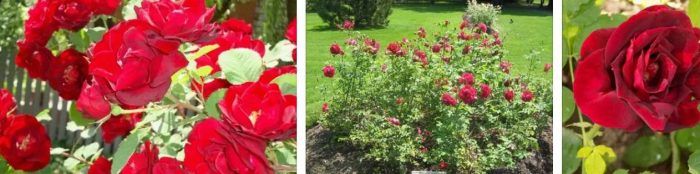 Ρόουζ Κάθμπερτ Γκραντ