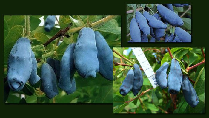 Ленинградски сорт