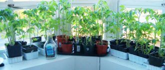 Разсад на перваза на прозореца