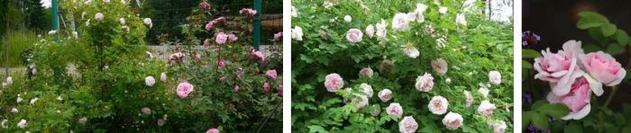 Ποικιλία Martin Frobisher