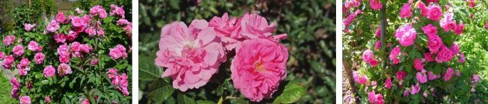 Ποικιλία Morden εκατονταετής