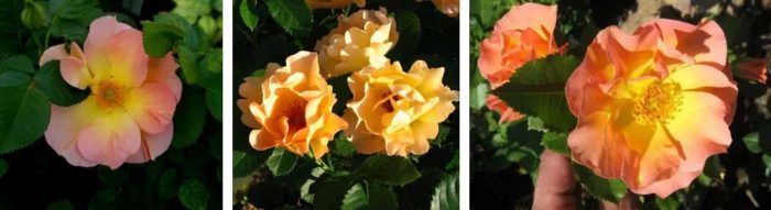 Ποικιλία Morden Sunrise