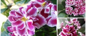 Мразовита черешова виолетка