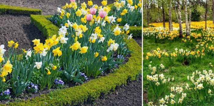 Νάρκισσος στο τοπίο