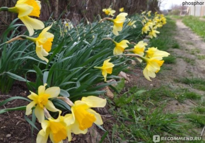 Κίτρινοι νάρκισσοι στον κήπο
