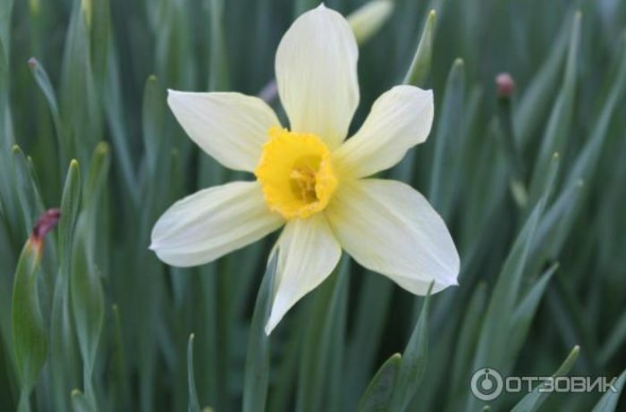 Ποιητικό λουλούδι