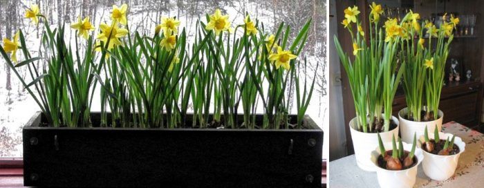 Нарцис на прозореца