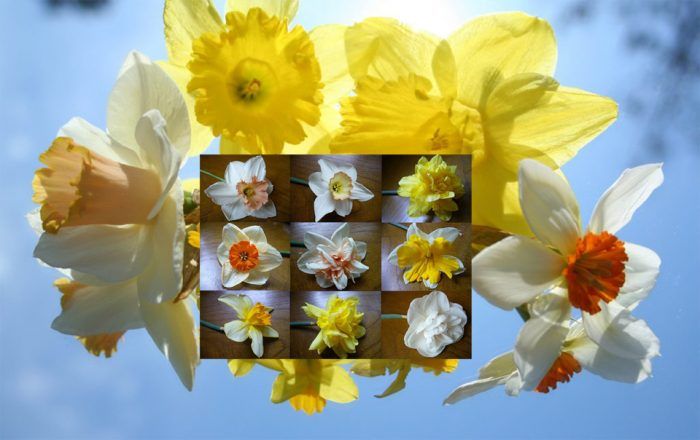 Ποικιλία νάρκισσων