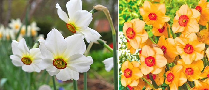 Нарциси с малка корона