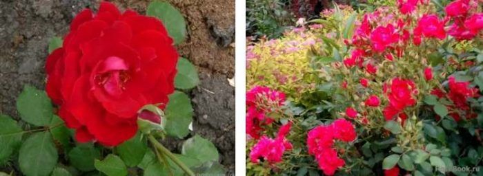 Ποικιλία Νικολάου