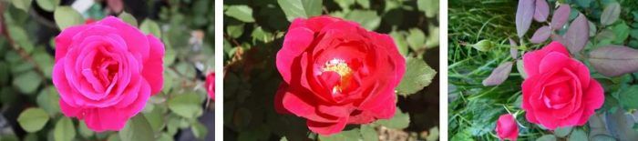 Ποικιλία Winnipeg Parks