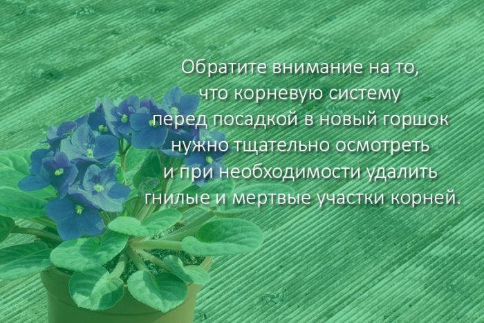 Пресаждане на теменужки