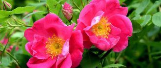 Канадска роза