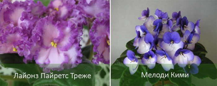 Сортове сенполия