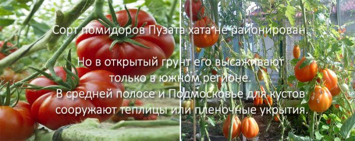 Φύτευση σε ανοιχτό έδαφος