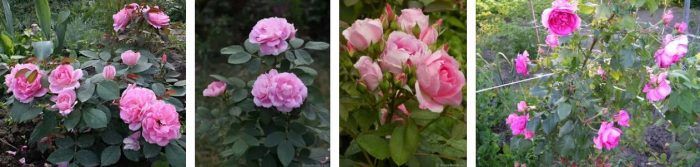 Ποικιλία Prairie Joy