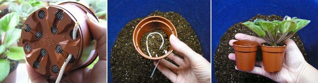 Процедура за трансплантация на виолетки