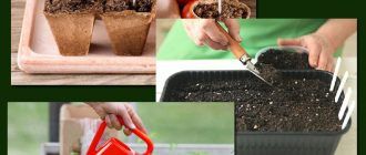 Снимка на разсад