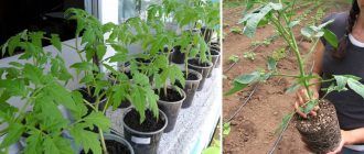 Разсад от домати