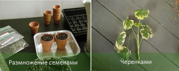 Размножаване на висящи здравец