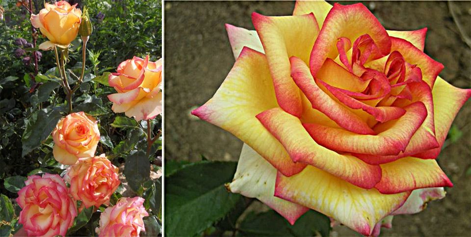 Нежна кайсия в розов воал Разнообразие Амбиас