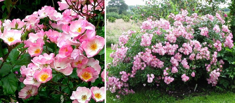 Нежна розова дантела Разнообразие Балерина