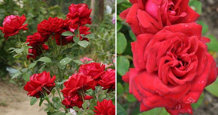 Класически рози Бургундски сорт