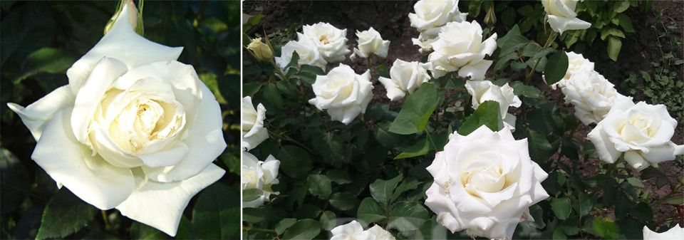 Снежнобели цветя Сорт Бианка