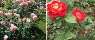 Хибридни чаени рози