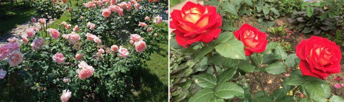 Хибридни чаени рози