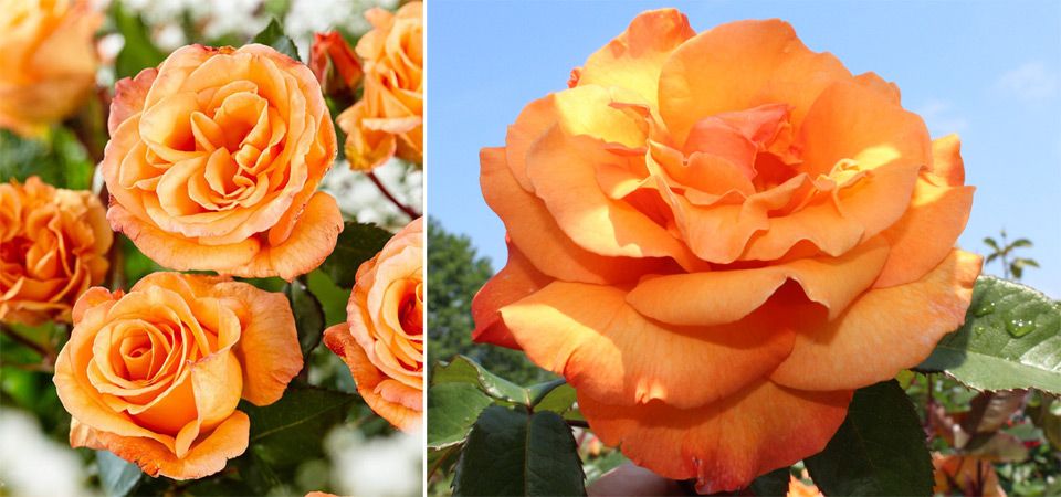 Слънчеви цветя Разнообразие Дорис Тистерман