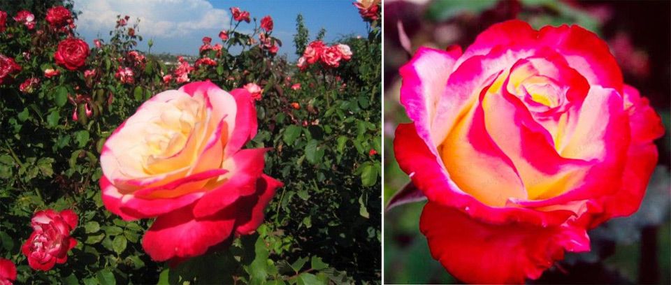 Големи ароматни цветя Разнообразие Двойна наслада