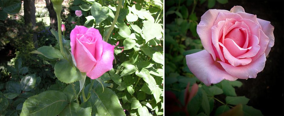 Нежно ароматно цвете Разнообразие от Айфелова кула