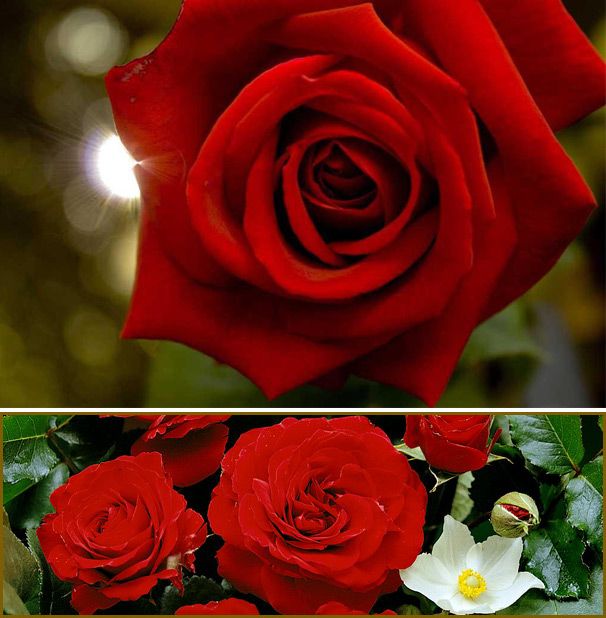 Наситено червени рози Сорт Ена Харкнес