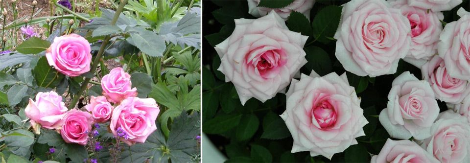 Нежно розови цветя Разнообразие Фламинго