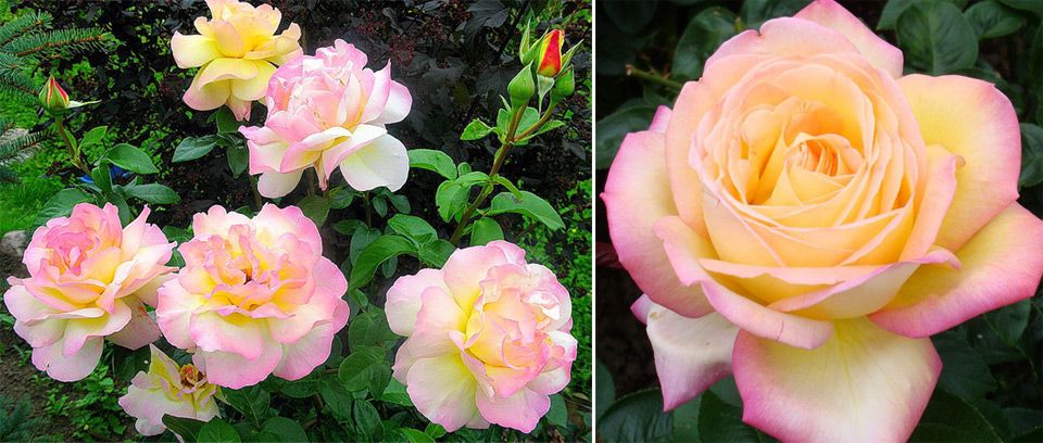 Красив, деликатен сорт Сорт Глория Дей