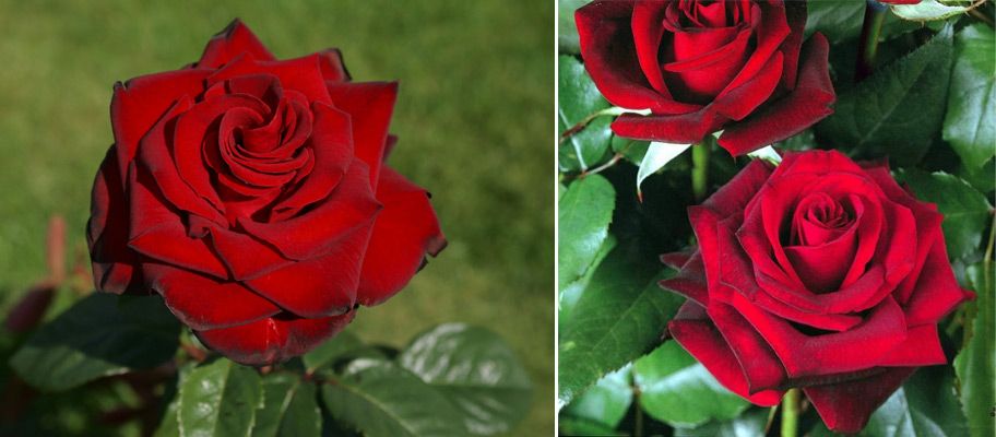 Без мирис Сорт Мадона