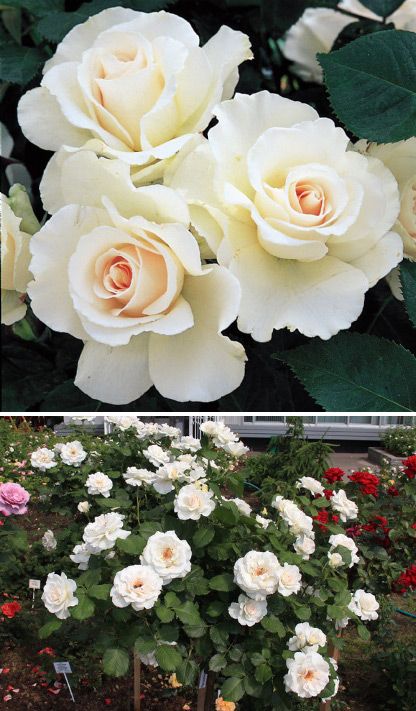 Цветът зависи от температурата Сорт Маргарет Мерил