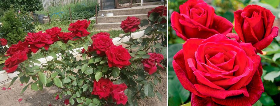 Красиви червени цветя Сорт г-н Линкълн