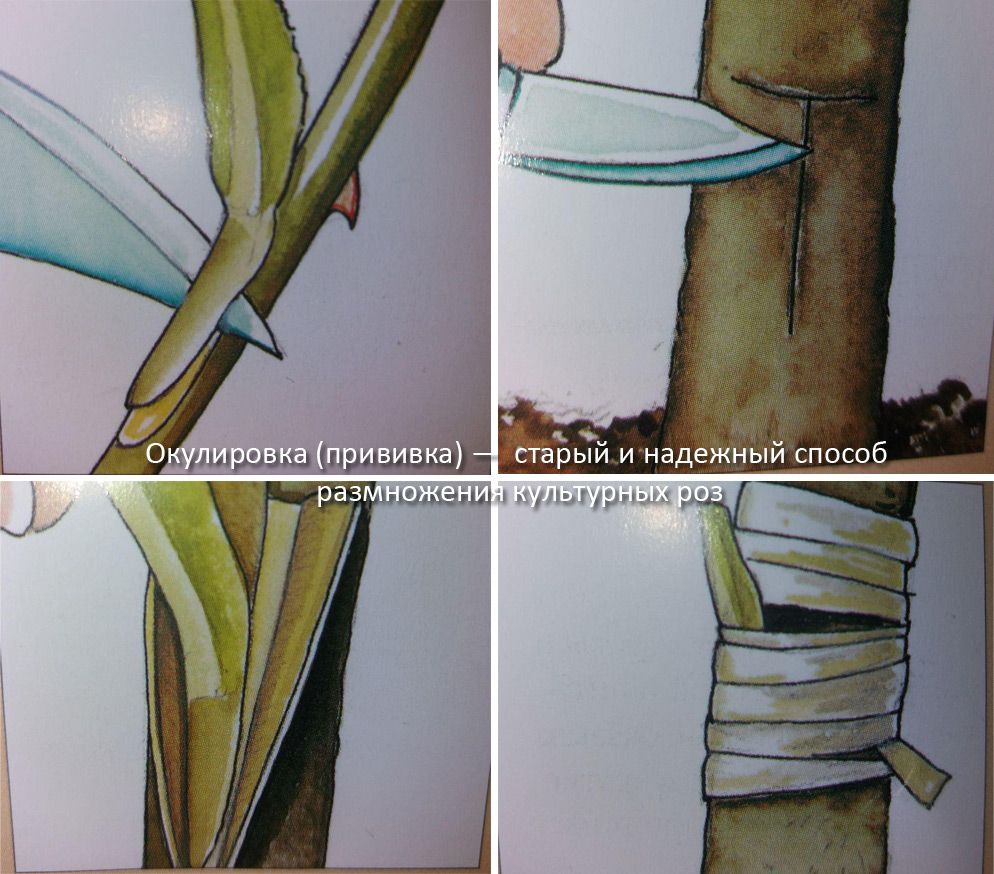 Размножаване на рози Розови пъпки