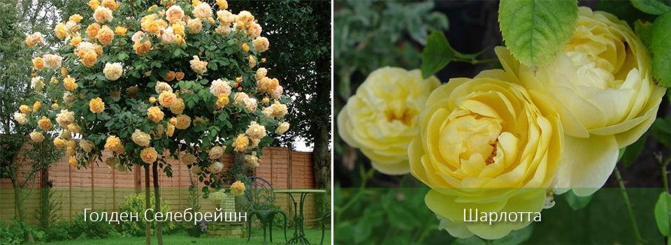 Английски рози в пейзажа Декоративни рози от Остин