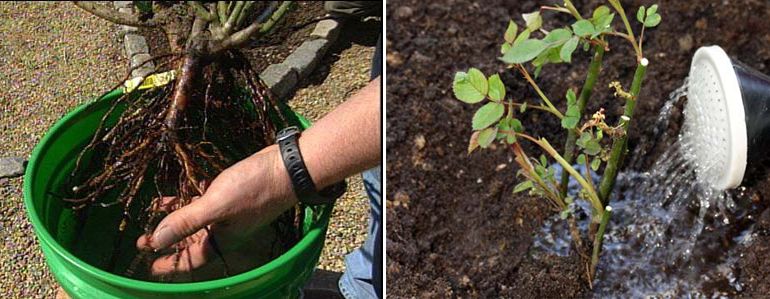 Засаждане на рози с отворена коренова система Засаждане на разсад от рози