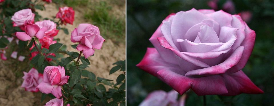 Необичайно оцветяване на пъпките Разнообразие Рай