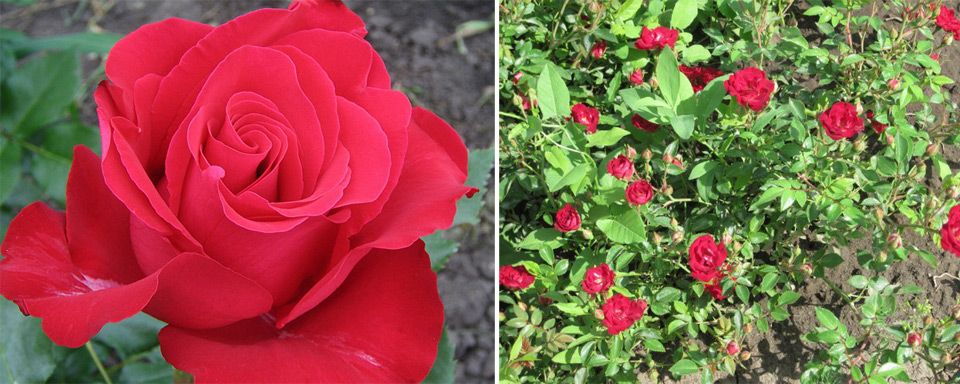 Висока червена роза Сорт „Червено кадифе“