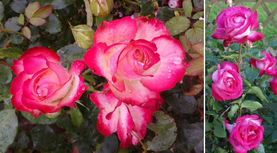 Оригинални пъпки Сорт роза Гожар