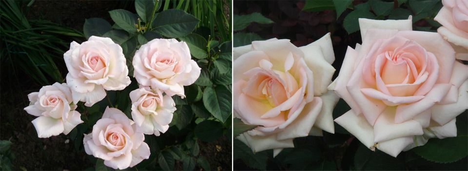 Много красиви нежни цветя Сорт Багател